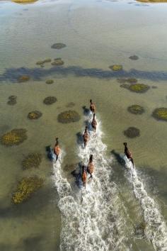 Running Horses. | See More Pictures | #SeeMorePictures