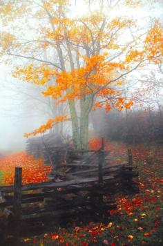 Autumn Fence, Charlottsville, Virginia photo via sandra
