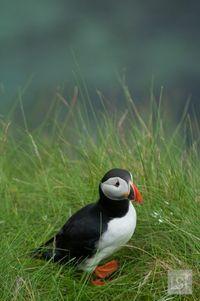 The tiny island of Staffa in the Scottish Hebrides shouldn't be missed. Not only does it have the fascinating landformation of Fingal's Cave but it's a great place to see puffins. #Scotland