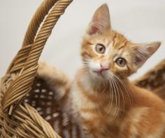 How To Take Photos Of Kittens- And Overcome The Common Challenges.