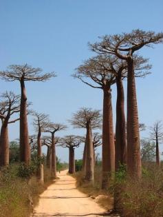 Boabab trees, Madagascar | See More Pictures | #SeeMorePictures