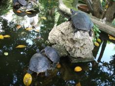Rock-climbing turtles in Sorrento, Italy!