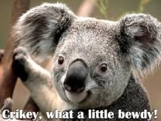 Bucket List Item: Australia! Click in for our hilarious crowdsourced Australian slang guide! www.gypsynester.c... #travel #Australia #koala