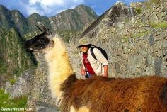 David tries to sweet talk a llama out of our way at Machu Picchu! See more: www.gypsynester.c... #travel #peru #nature