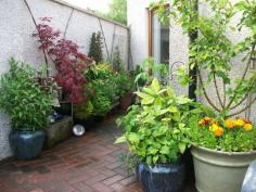 Scottish garden - potted patio plants!