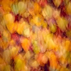 Autumn Leaves, Balingup, Western Australia, by Christian Fletcher.
