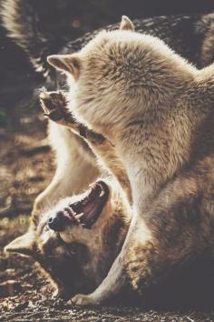 Wolf Preserve | by: { kdc123 }