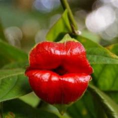 
                        
                            HOT LIPS.  YES this is a real flower: Hot lips ....Psychotria Elata Affectionately known as Hooker’s lips, Psychotria elata with it’s colorful red flowers attracts many pollinators including butterflies and hummingbirds. One of the host plants for the golden silkmoth (Xlophane s adalia). Also known in some circles as Mick Jagger’s lips. Native to Tropical America,
                        
                    