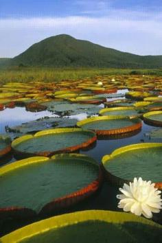 
                    
                        Have a look at these Vitória Régia Water Lilies at Pantanal Matogrossense, Brazil! If only we were somewhat lighter F and I would make our honeymoon nest on there! ^^
                    
                