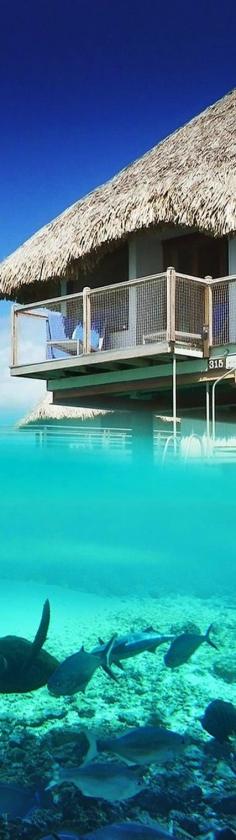 
                    
                        Bora Bora... love the color of water!
                    
                