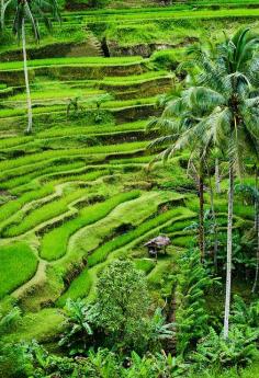
                    
                        Rice terraces of Tegallalang in Bali, Indonesia
                    
                
