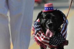 
                    
                        Rascal, a mixed breed rescue dog from the Oshkosh Area Humane Society, takes part in Oshkosh's 4th of July parade on Thursday. Rascal's owner, Jackie Phillips, runs an online dog costume shop.
                    
                