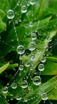 
                    
                        Dew Drops and Spider Webs ~ Can anything be more Amazing
                    
                