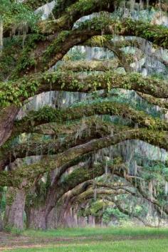 
                    
                        Live Oak trees draped in Spanish moss, Charleston, SC
                    
                