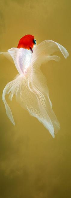 
                    
                        Japanese gold fish "Tancho". photo by Osamu Yamazaki.
                    
                