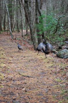 
                    
                        Wild Turkey in the Smoky Mountains
                    
                