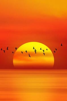 
                    
                        Amazing sunset with birds...
                    
                