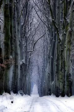 
                    
                        Snow Forest, Czech Republic
                    
                