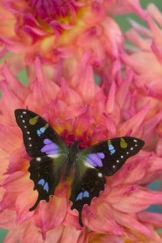 
                    
                        Purple Swallowtail Butterfly (Graphium weiskei) by Danita Delimont
                    
                