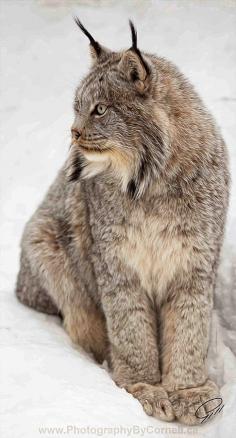 
                    
                        Siberian Lynx - medium size cat native to European and Siberian forest, Central Asia and East Asia.
                    
                