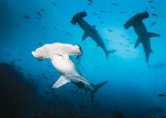 
                    
                        Dive with hammerheads in costa rica...
                    
                