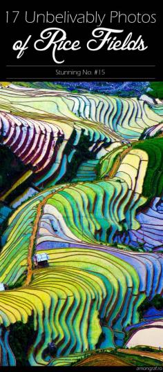 
                    
                        17 Unbelivably Photos Of Rice Fields. Stunning No. #15
                    
                