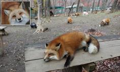
                    
                        Fox Village in Japan: Tourists can walk with six breeds of foxes
                    
                