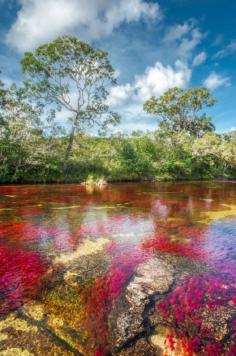 
                    
                        During certain months of the year ~ Caño Cristales turns shades of red, yellow,blue, orange and green in a vibrant natural display that happens nowhere else in the world.Meta,Columbia
                    
                