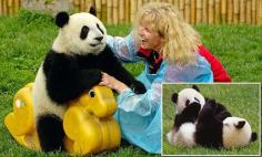 
                    
                        Inside breeding centres in China where you can be a panda keeper
                    
                