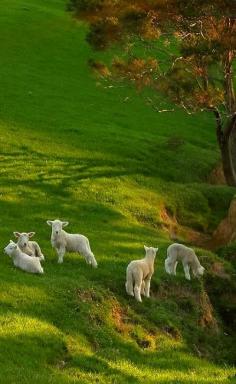 
                    
                        Spring Lambs on Spring Grass ~  New Zealand
                    
                
