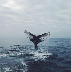 
                    
                        whale watching.
                    
                
