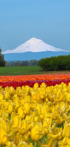 
                    
                        Each spring the Wooden Shoe Tulip Festival in Oregon's Mt. Hood Territory delights tens of thousands of visitors. 40 acres of flowers, food vendors, craft markets and fun activities make it the perfect, family-friendly event. Learn more by clicking the pin.
                    
                