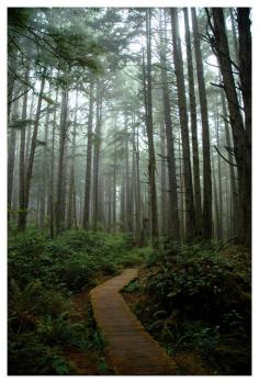 
                    
                        Rain Forest Trail - Olympic National Park, Washington
                    
                