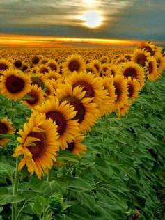 
                    
                        Sunflowers in Botswana
                    
                