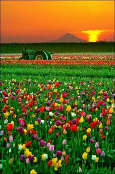 
                    
                        The tulips at Woodburn, Oregon
                    
                