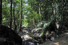
                    
                        Highlights of Goa, a fabulous walk through the jungle to the Dudhsagar Waterfall
                    
                