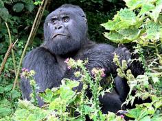 
                    
                        Gorilla Trekking in Rwanda
                    
                
