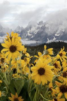 
                    
                        expressions-of-nature:  sunflowers &amp; rain, Grand Teton : Pat Gaines
                    
                