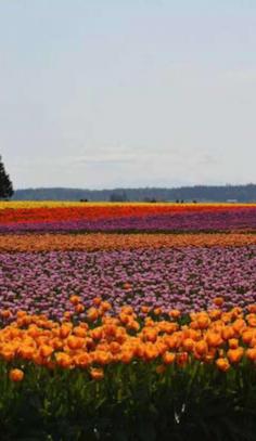 
                    
                        You won't believe the beauty of Washington State's Tulip Farms
                    
                