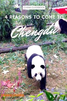 
                    
                        Four Reasons to Come to Chengdu - Not many have ventured into the southwestern part of the country to discover the major city and capital of the Sichuan province, Chengdu.
                    
                