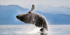 
                    
                        Whale watch, kayak and spy vast glaciers
                    
                