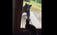 
                    
                        Alaskan House Cat, Terrifies Black Bear! -- Eagle River, Alaska
                    
                