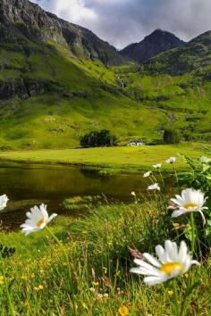 
                    
                        Wild flowers at Glencoe, Scotland
                    
                