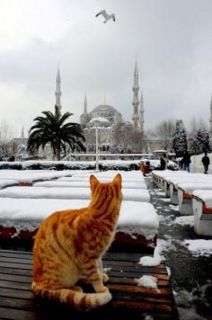 
                    
                        theperfectworldwelcome:  arielle1965:  Cats and Istanbul    Beautiful !!! \O/
                    
                