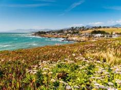 
                    
                        Coastal Bluff Trail Wildflowers - Cambria, California
                    
                