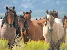 
                    
                        Nevada ranch where horses roam free: Mustang Monument is a pioneering refuge for wild horses - Americas - Travel - The Independent
                    
                