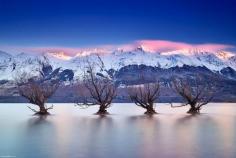 
                    
                        Glenorchy's famous water-bound willow in Lake Wakatipu, Queenstown, New Zealand
                    
                