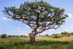 
                    
                        Lions climb a tree in Serengeti to avoid insects. Photo: Bobby-Jo Clow/Caters News
                    
                