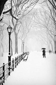 
                    
                        Snowy day in Central Park
                    
                