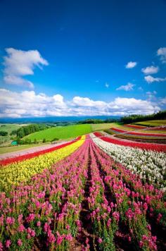 
                    
                        Hokkaido, Japan
                    
                